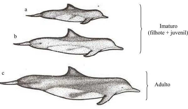 Figura 6. Determinação da faixa etária: a- filhote, b- juvenil, c- adulto. Ilustração: Lídio França 