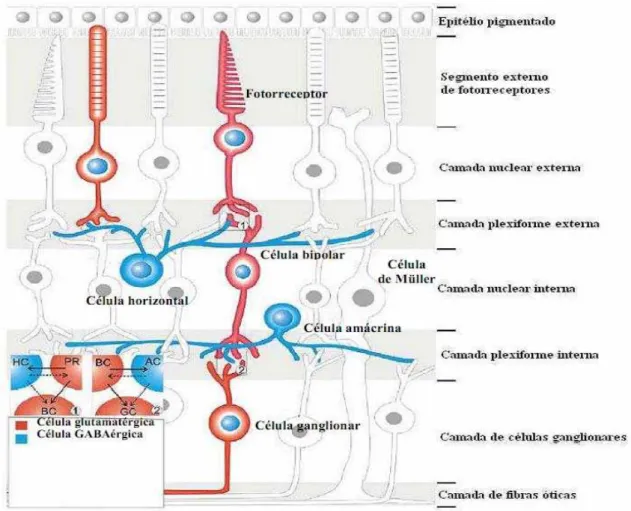 Figura 6: Diagrama da estrutura histológica da retina.  Mostrando a disposição das  células em camadas