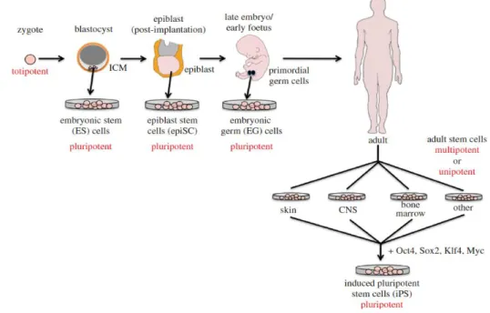 Figura 1 - Diferentes origens das células estaminais (Watt e Driskell, 2010). 