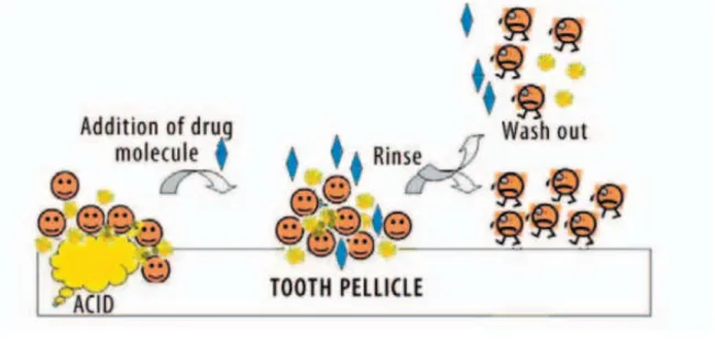 Figura  4:  Uma  possível  abordagem  para  o  controlo  da  cárie  dentária.   /   -  Streptococcus mutans –  Bactérias  da  cavidade  oral,  agregadas  na  superfície  do  dente,  desencadeiam  a  fermentação  dos  açúcares  (nutrientes),  levando  à  pr