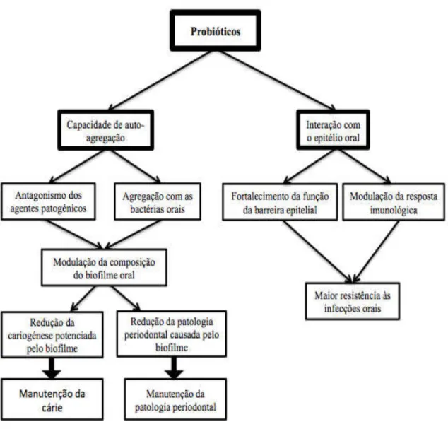 Figura 6: Possíveis actividades probióticas na cavidade oral. (Adaptado de Stamatova  et al., 2009)