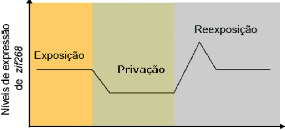 Figura  2:  Níveis  de  expressão  de  zif268  no  sistema  nervoso  de  animais  submetidos  a  diferentes condições