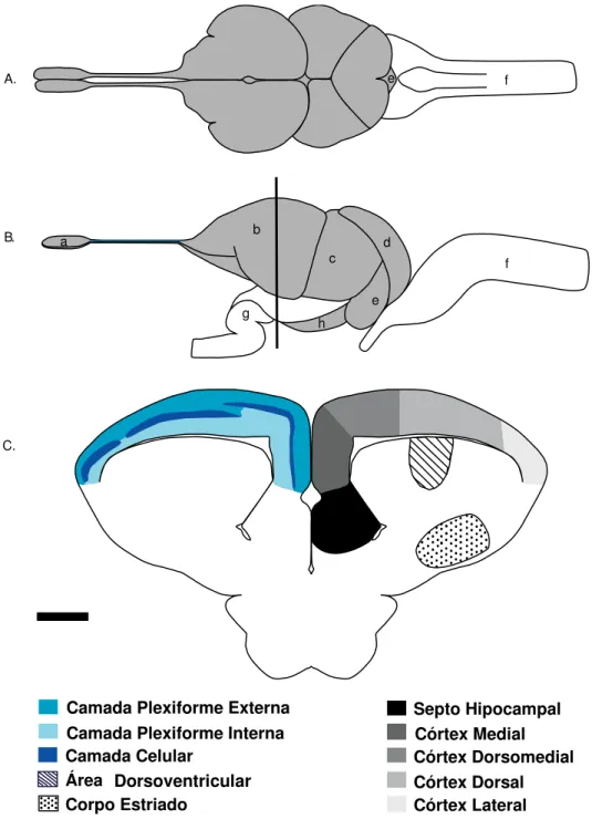 Figura 6: Ilustração  A e B são figuras adaptadas de Greeberg (1982). A- Vista dorsal, B-  Vista lateral, C- Corte coronal do telencéfalo indicando as três camadas corticais (camada  celular,  plexiformes  externa  e  interna)  e  as  principais  regiões  
