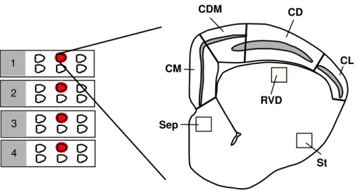 Figura 8: Ilustração da metodologia utilizada na contagem de células. Abreviaturas: CD,  córtex  dorsal;  CDM,  córtex  dorso  medial;  CL,  córtex  lateral;  RVD,  região  ventricular  dorsal;  Sep,  septo  e  St,  estriado