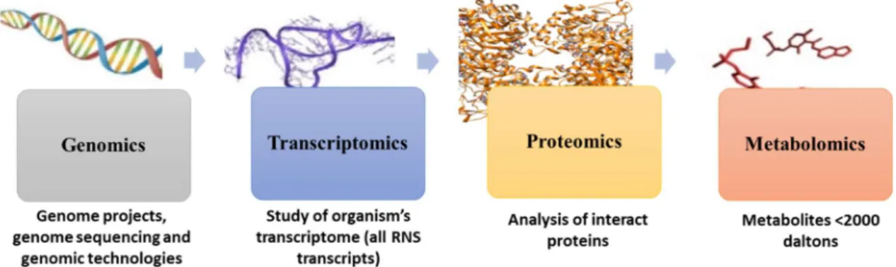 Figure 1. From genomics to metabolomics: representation of the four “omics” (adapted from 