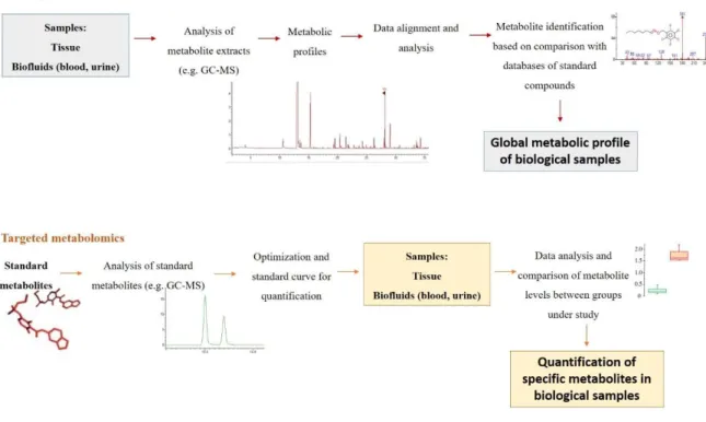 Figure 2. The untargeted and target metabolomic workflows (adapted from  43 ). 
