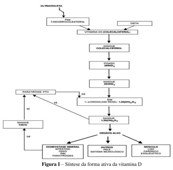 Figura I  –  Síntese da forma ativa da vitamina D  (Fonte: Pedrosa e Castro, 2005)  