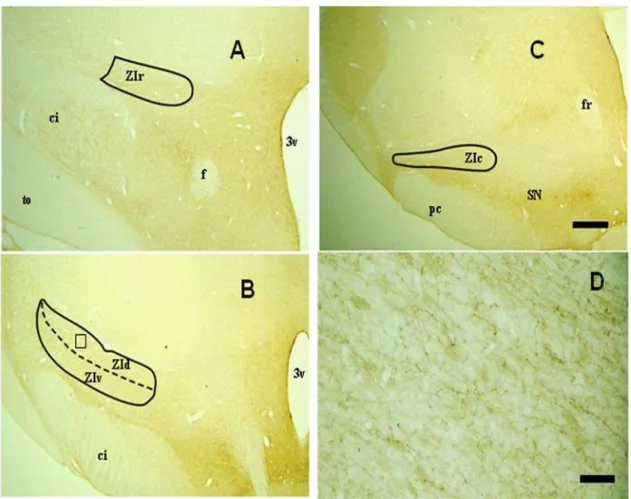 Figura 7: Fotomicrografias em campo claro de secções coronais do encéfalo do mocó,  mostrando a imunorreatividade contra 5-HT nas subdivisões da ZI (tracejado em preto)  seguindo a sequência rostral (A), médio (B) e caudal (C)
