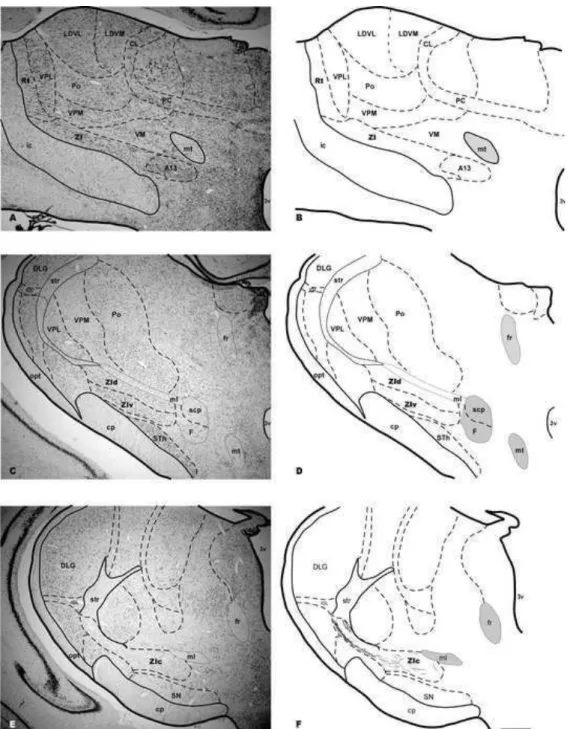 FIGURE 1.  Digitalized brightfield photomicrographs of coronal sections of the rock  cavy brain through the thalamus rostrocaudal length showing Nissl-stained section 