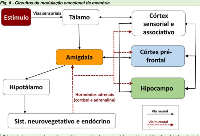 Fig. 6 - Circuitos da modulação emocional da memória