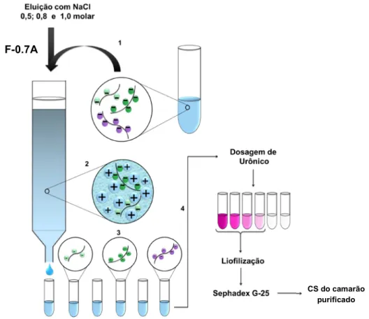Figura  7:  Purificação  do  condroitim  do  camarão  por  cromatografia  de  troca-iônica  em  DEAE- DEAE-Sephacel