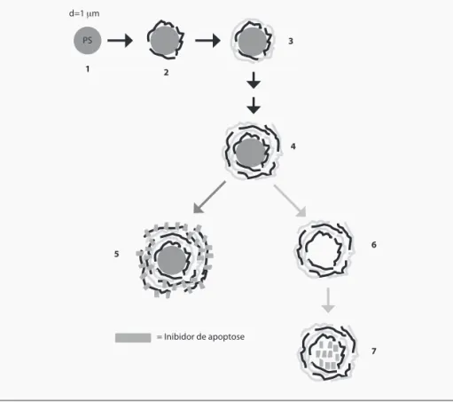 FIGURA 1 – Representação esquemática do processo de produção dos sistemas propostos para administração do  inibidor de apoptose