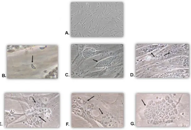 Fig. 8- In vitro culture of T. gondii-infected HFF cells. A Uninfected HFF; B Extracellular tachyzoite; C-G several  stages of T
