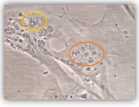 Fig. 9 - T. gondii- infected HFF cells. Yellow circle: Rosette form; Orange circle- Parasite pairs