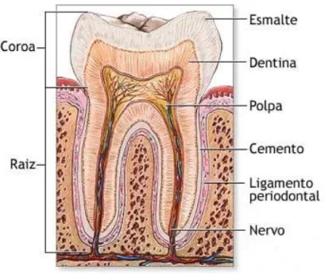 Figura 2 - Anatomia de um dente (Adaptado de http://www.minhavida.com.br/saude/temas/carie) 