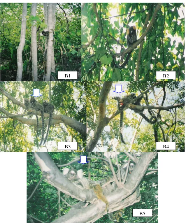 Figura  03:  Grupo  Bosque:  B1,  fêmea  subordinada  forrageando,  com  a  metade  da  cauda 