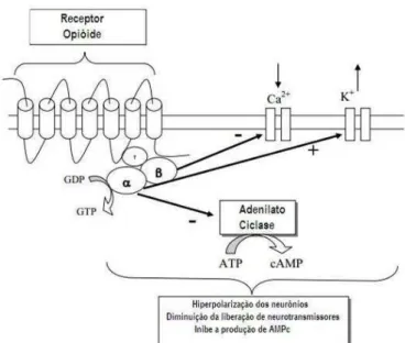 Figura 2: Representação esquemática das respostas intracelulares decorrentes da ativação do  receptor NOP (Adaptado de Molinari, 2001).