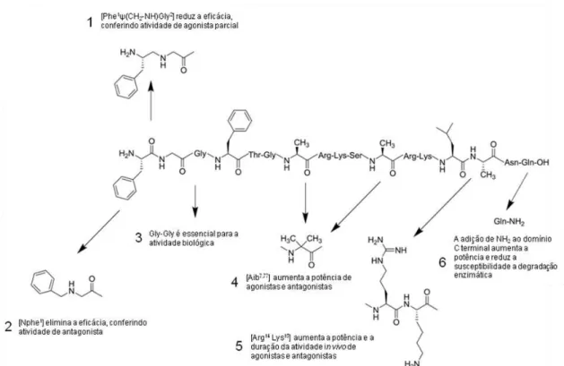 Figura 4: Resumo esquemático das principais alterações feitas á molécula da N/OFQ a fim de  se produzir os ligantes peptídicos do receptor NOP