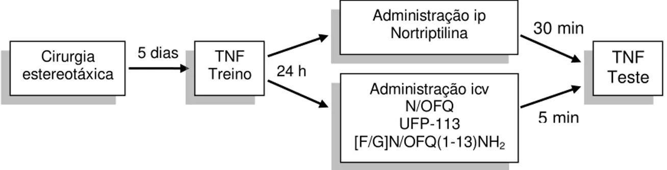 Figura 10: Fluxograma ilustrativo do experimento 1 da etapa 3. 24 h  30 min 5 dias 5 min  TNF  Teste Administração icv N/OFQ UFP-113 [F/G]N/OFQ(1-13)NH2Administração ip Nortriptilina Cirurgia estereotáxica Treino TNF 