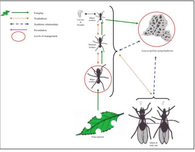 FIGURA  1.5  -  Relação  de  simbiose  entre  as  formigas  e  seu  fungo  simbionte  (Leucoagaricus  gongylophorus)  nos  ninhos  de  formigas  cortadeiras  (BOULOGNE et al., 2012)
