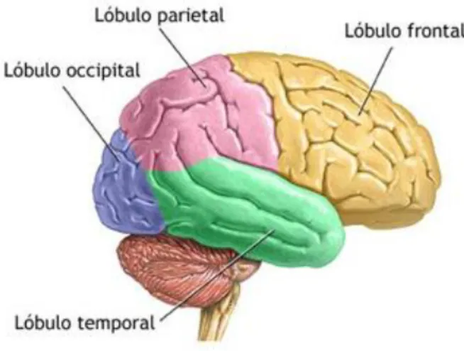 Figura 4: Divisiones del córtex: 