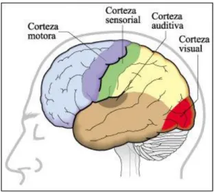 Figura 5: Divisiones del neocórtex.  Corteza motora y sensorial 