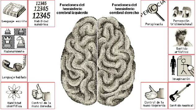 Figura 6: Funciones del cerebro hemisferio izquierdo y derecho                                              