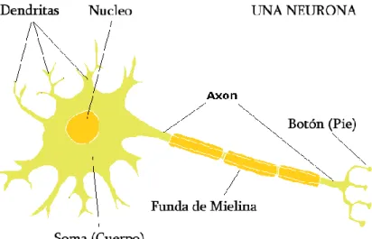 Figura 7: Neurona y sus partes                  