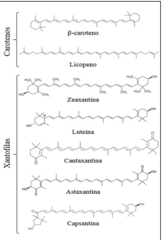 Figura 3 – Estruturas química de carotenos e xantofilas. O segmento linear destacado na estrutura do  β -caroteno  corresponde ao esqueleto central de 22 carbonos comum a todos os carotenos e xantofilas