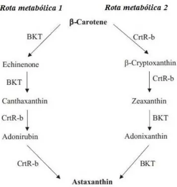 Figura 4 – Vias de biossíntese de astaxantina primária em Haematococcus pluvialis (Rota metabólica 1) e  Chlorella zofingiensis (Rota metabólica 2)