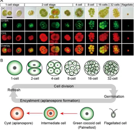 Figura 5 – Ciclo de vida do Haematococcus pluvialis. A. Imagens de microscopia de fluorescência, mostrando  as fases de 1 a 32 células, e a fase flagelada