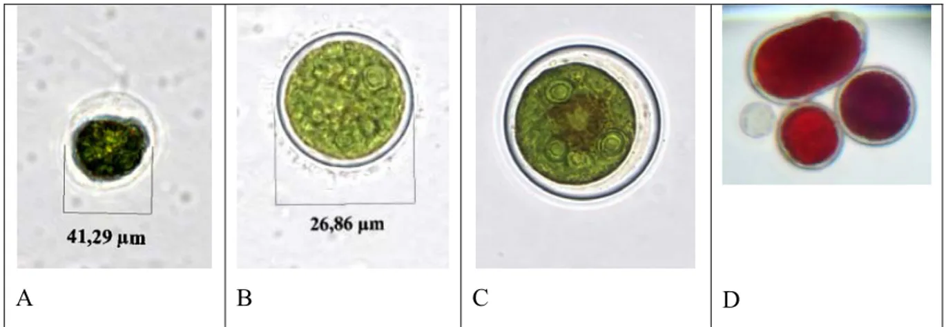 Figura 6 – Figuras de Haematococcus pluvialis. A. Forma vegetativa, biflagelada (3 dias); (B) Forma palmeloide  (8 dias); (C) aplanósporo (14 dias) e (D) hematocisto maduro (32 dias)