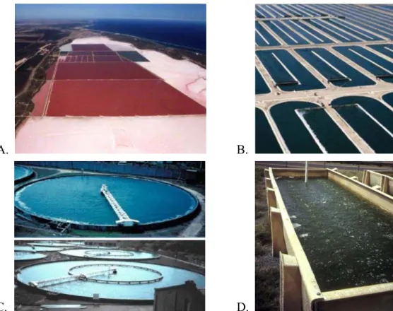 Figura 8 – Sistemas abertos para produção de microalgas. A. Produção de Dunaliella salina em lagoas abertas na  Austrália