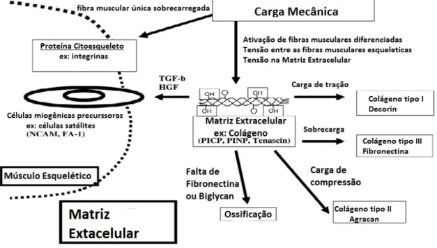 Figura  1:  Intensidade  de  carga  músculo  esquelético  e  as  respostas  adaptativas  de  matriz  extracelular