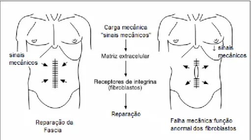 Figura 2: Esboço da teoria da  ― mecanotransducao ‖  e as forças mecânicas que atuam no reparo de  laparotomia