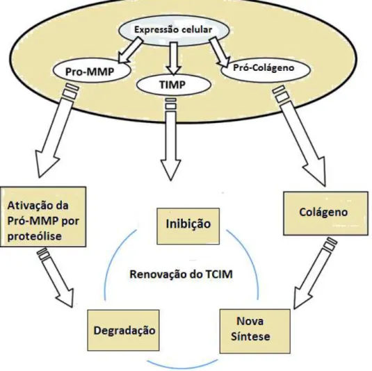 Figura  5:  Resumo  das  principais  vias  pelas  quais  ocorrem  as  respostas  celulares  do  tecido  muscular in vivo no tecido conjuntivo intramuscular (MICT)