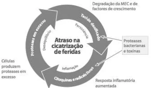 Figura 6: tecidos danificados atraem bactérias, que também produzem MMPs, a fim de consumir os  nutrientes contidos nas células/tecidos