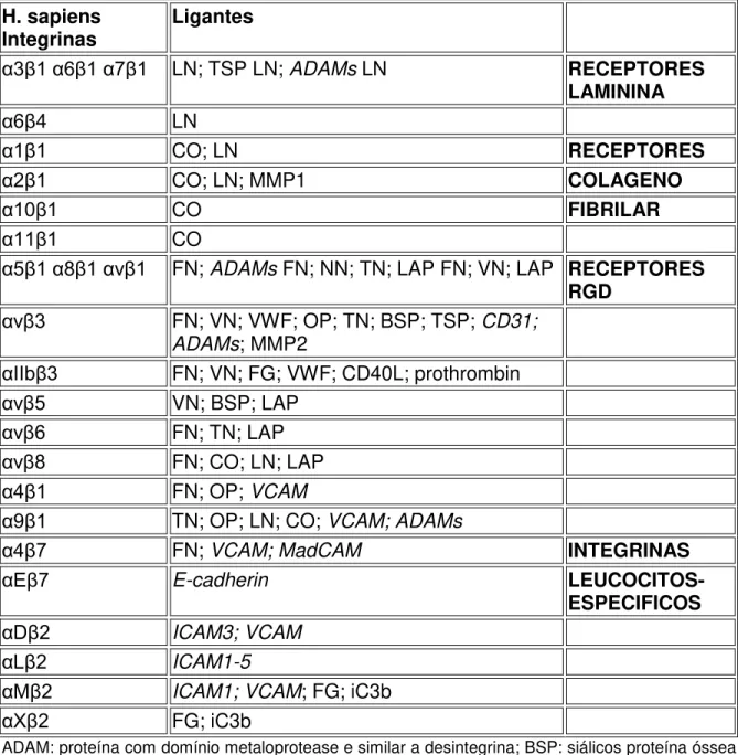 Tabela 3: Integrinas e seus ligantes.  H. sapiens  Integrinas  Ligantes  α3β1 α6β1 α7β1   LN; TSP LN; ADAMs LN  RECEPTORES  LAMININA  α6β4 LN  α1β1 CO; LN  RECEPTORES  α2β1 CO; LN; MMP1  COLAGENO  α10β1 CO  FIBRILAR  α11β1 CO 