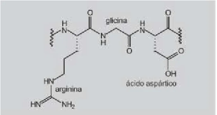 Figura 7: Sequencia tripeptídica RGD. 