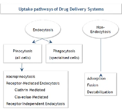 Figure 1 - Different uptake pathways for compound cytosolic delivery mediated by NanoDDS