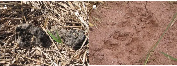 Figura 6. Imagens de fezes (A) e pegada (B) de P. concolor obtidas na Estação Ecológica de Itirapina