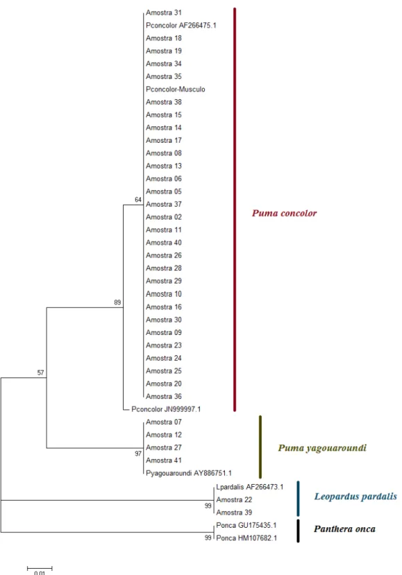 Figura 8. Árvore de Neighbor-joining do citocromo b usando o modelo de substituição nucleotídica Kimura-2  Parâmetros (K2P) para a identificação das espécies