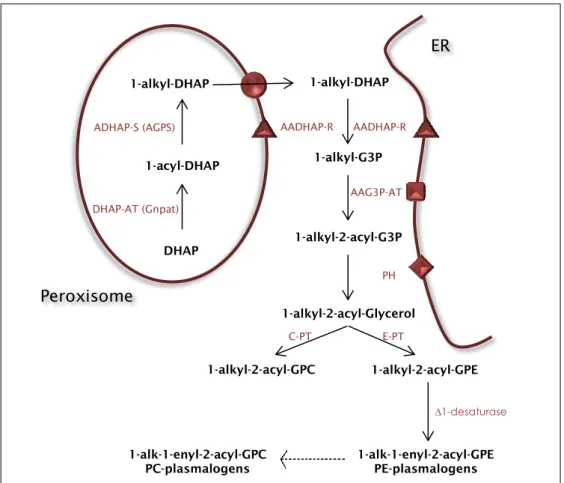 Figure 2. Representative illustration of the plasmalogens’ biosynthetic pathway. The first two steps  occur exclusively in the peroxisome, the third step presents a bimodal localization being able to occur  either on the external surface of the peroxisomal