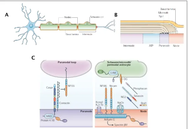 Figure 5. Structure of a PNS myelinated axon and the molecular composition in the different nodal  regions