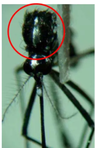 Figura 02. Aedes aegypti  Fonte: Chagas, J. M., 2012 