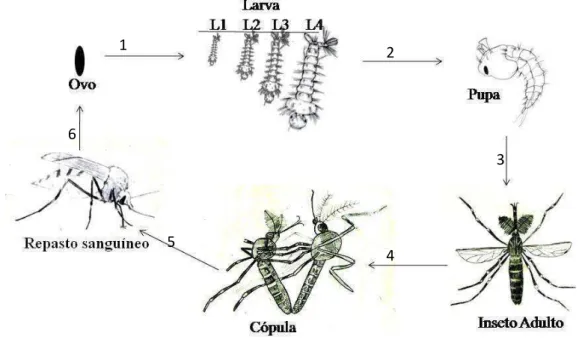 Figura  04.  Representação  esquemática  do  ciclo  biológico  de  Aedes  aegypti.  Descrição  das  etapas: 1) Eclosão dos ovos e surgimento das larvas, que se desenvolvem em 4 estádios (L1,  L2, L3 e L4); 2) Mudança do estágio larval para estágio pupal; 3