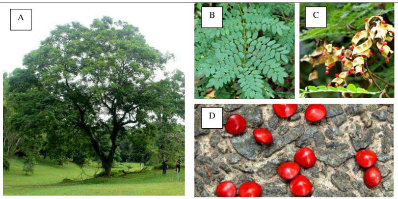 Figura  09.  Adenanthera  pavonina.  A)  Árvore;  B)  Folhas  –  Tipo  bipinadas;  C)  Fruto  deiscentes com sementes expostas; D) Sementes