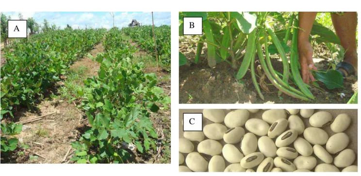 Figura  10.  Canavalia  ensiformis.  A)  Plantas  arbustivas  em  cultivo;  B)  Fruto;  C)  Sementes