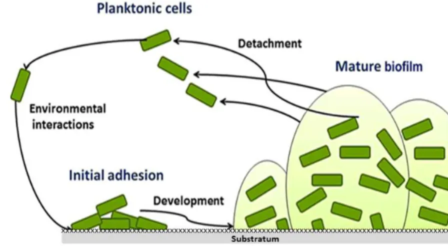 Figure 2.2 Conceptual mono-species model of the biofilm formation. According to the conceptual  mono-species  biofilm  life  cycle,  when  environmental  conditions  are  appropriate,  planktonic  cells  will  adhere to the epithelial cells and grow into a