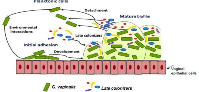 Figure  2.3  Conceptual  multi-species  model  of  the  BV  associated  biofilm  formation